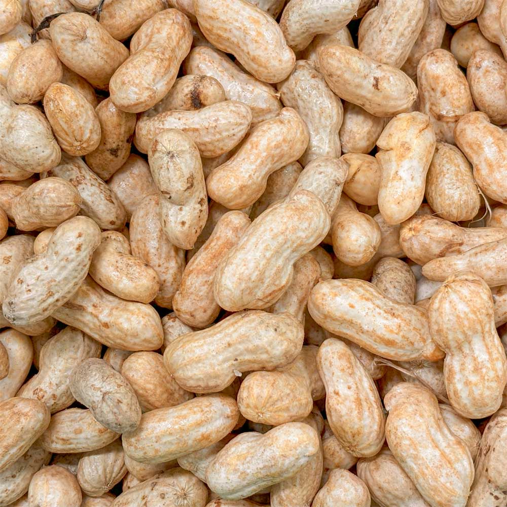 千葉・茨城県産 落花生 おおまさり 1kg | すべての商品 | 芋屋久兵衛