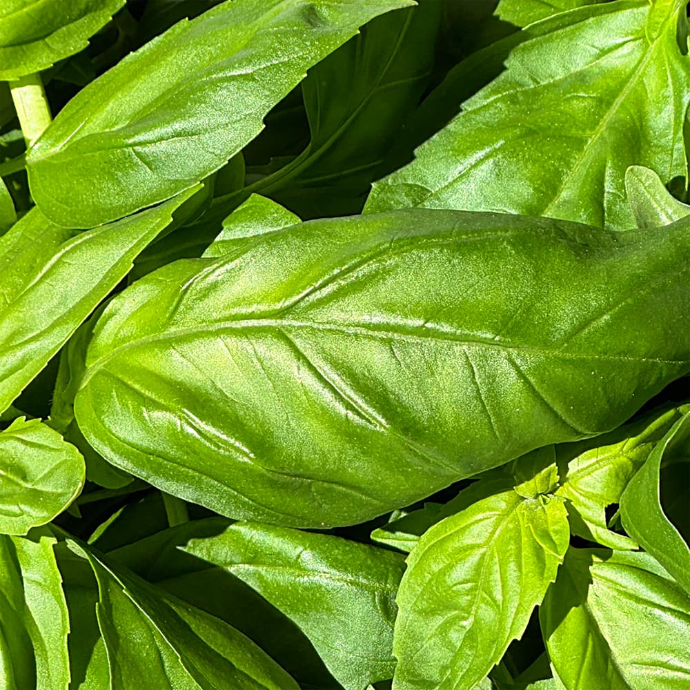 千葉県産 スイートバジル 500g | すべての商品 | 芋屋久兵衛
