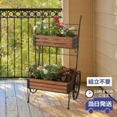 �ץ�󥿡�������� �����ǥ�ե������� ��49cm�ä������ʥ���ƥꥢ��͢�����ߥ����ڸ������Ρ�