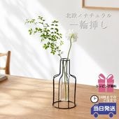 ����ץ�ʰ����ޤ� �����ʲ��� �⤵24cm�ä������ʥ���ƥꥢ��͢�����ߥ����ڸ������Ρ�
