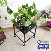 ���� �������󥹥���� ����ץ� �ͳѷ� �⤵28cm�ä������ʥ���ƥꥢ��͢�����ߥ����ڸ������Ρ�