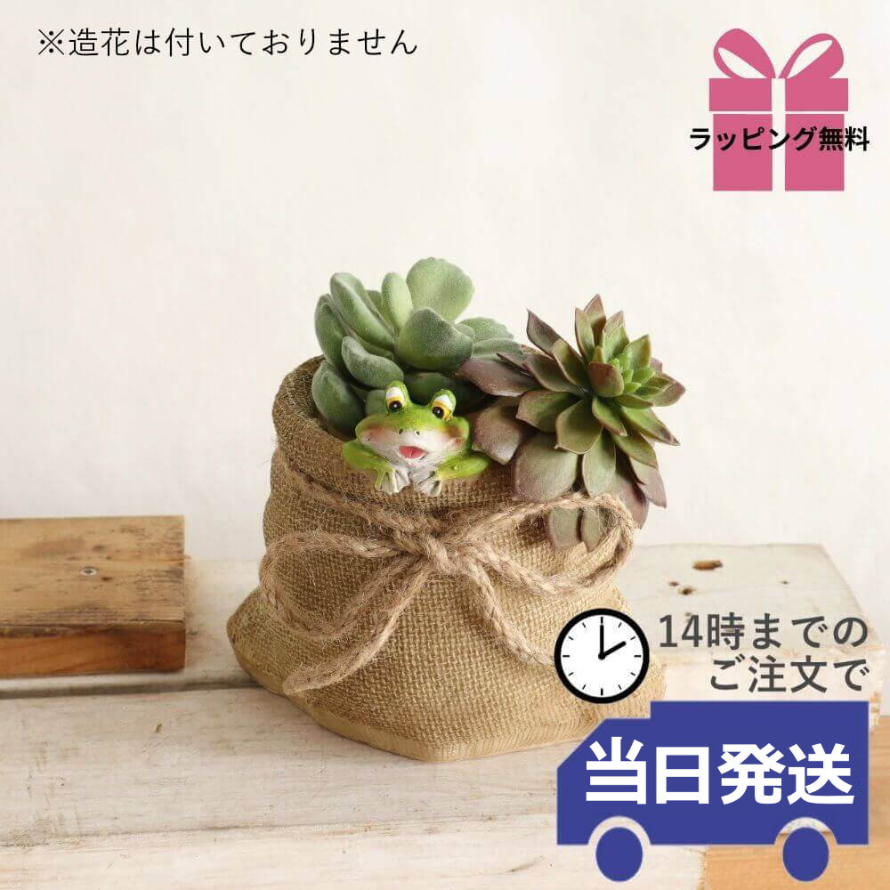 �ץ�󥿡� �����ǥ˥󥰥ݥå� 2.5��ȭ ������S�ä������ʥ���ƥꥢ��͢�����ߥ����ڸ������Ρ�