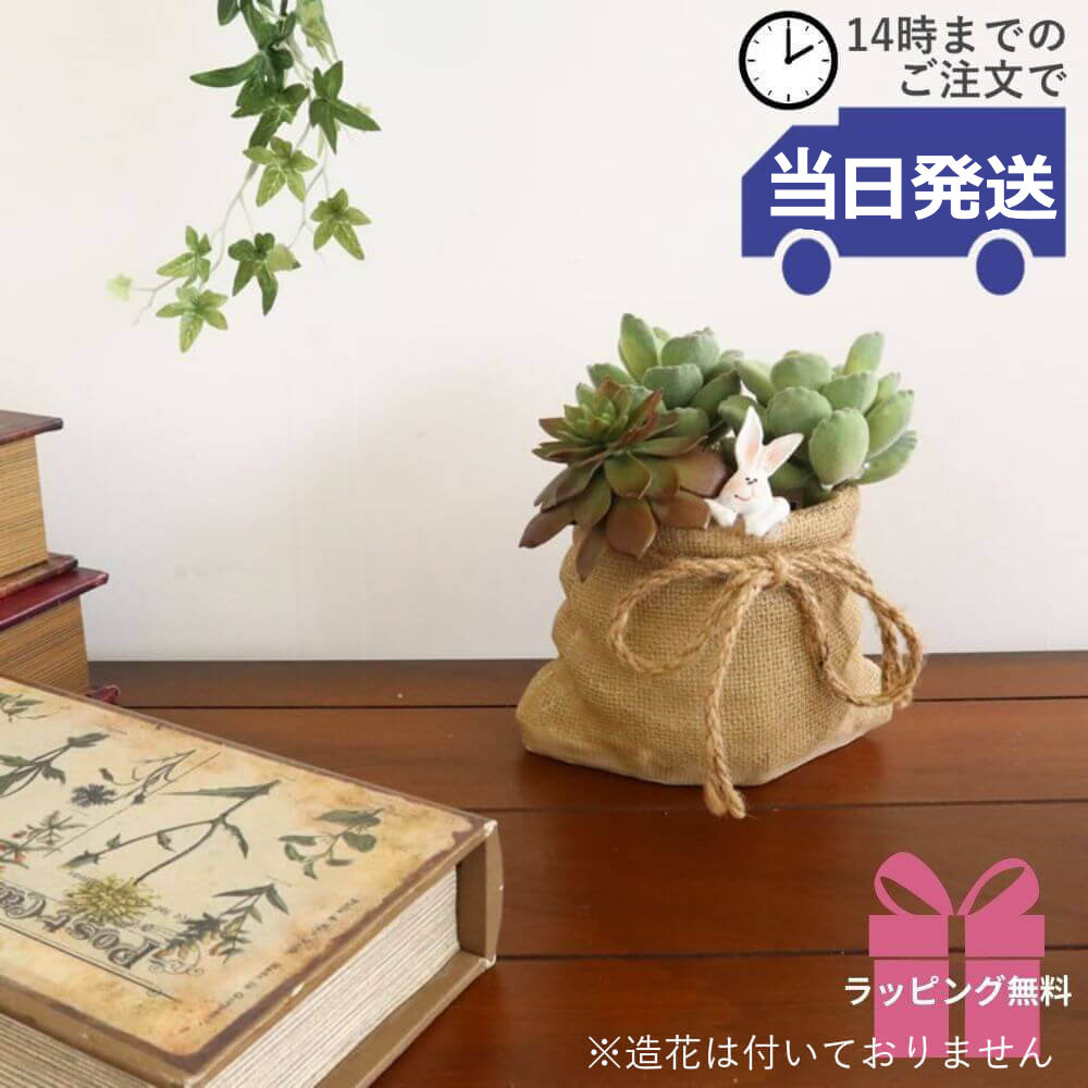 ץ󥿡 ǥ˥󥰥ݥå 2.5ȭ Säʥƥꥢ͢ߥڸΡ