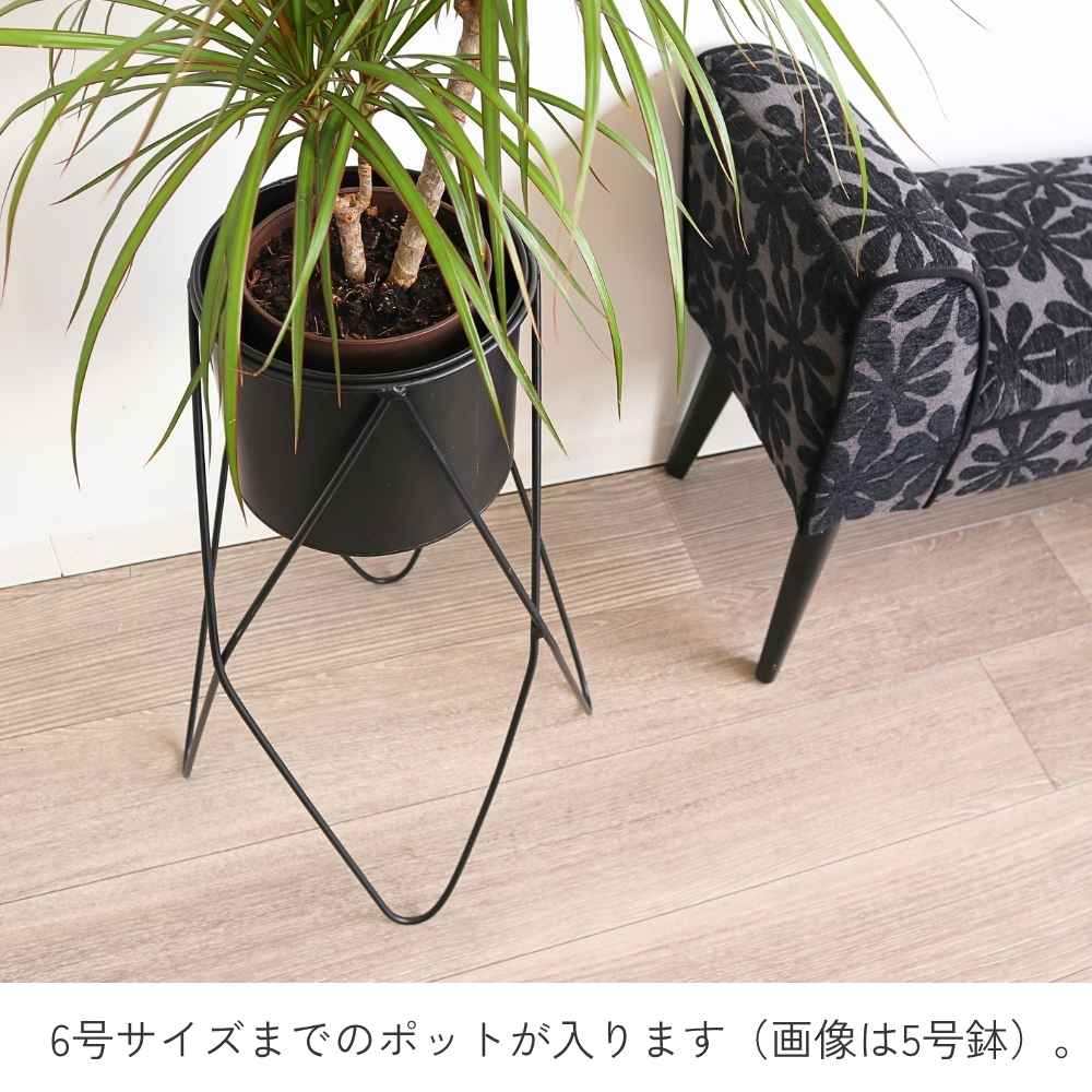 �ץ�󥿡�������� ȭ���С� �֥�å� 6��ȭ �⤵56cm �ä������ʥ���ƥꥢ��͢�����ߥ����ڸ������Ρ�