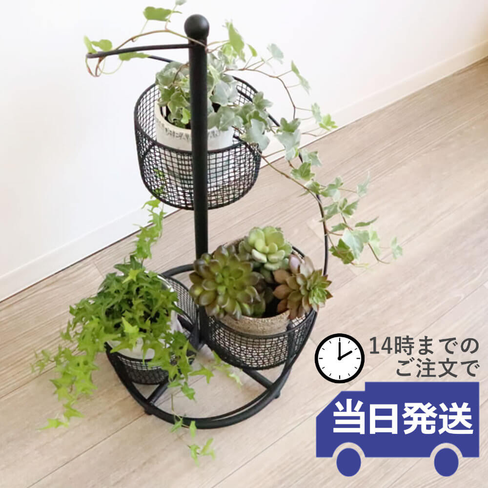 ե ȭС 4ȭ ⤵62cmäʥƥꥢ͢ߥڸΡ