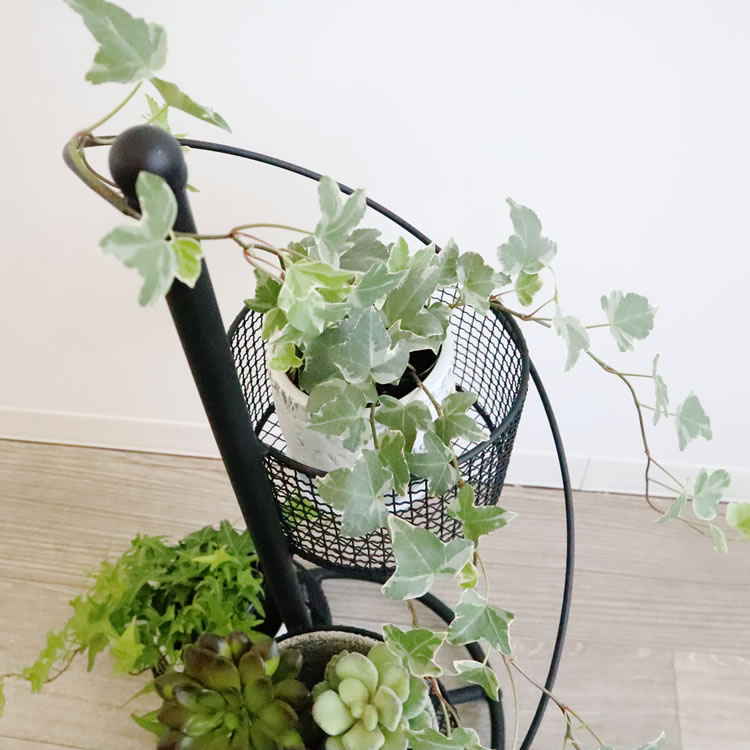 ե ȭС 4ȭ ⤵62cmäʥƥꥢ͢ߥڸΡ