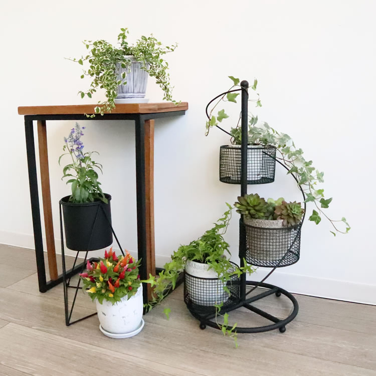 ե ȭС 4ȭ ⤵62cmäʥƥꥢ͢ߥڸΡ