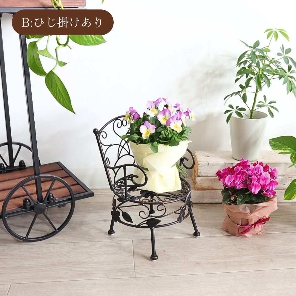 ���� �ץ��ȥ������ ���������� ���̹⤵13cm�ä������ʥ���ƥꥢ��͢�����ߥ����ڸ������Ρ�