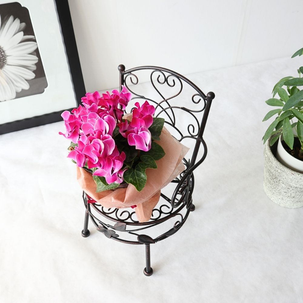 ���� �ץ��ȥ������ ���������� ���̹⤵13cm�ä������ʥ���ƥꥢ��͢�����ߥ����ڸ������Ρ�