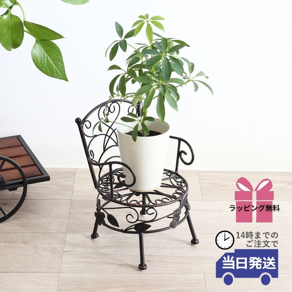 ���� �ץ��ȥ������ ���������� ���̹⤵13cm�ä������ʥ���ƥꥢ��͢�����ߥ����ڸ������Ρ�