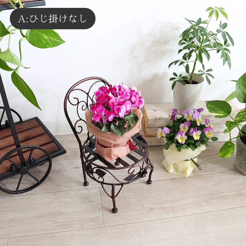 ���� �ץ��ȥ������ ���������� ���̹⤵13cm�ä������ʥ���ƥꥢ��͢�����ߥ����ڸ������Ρ�