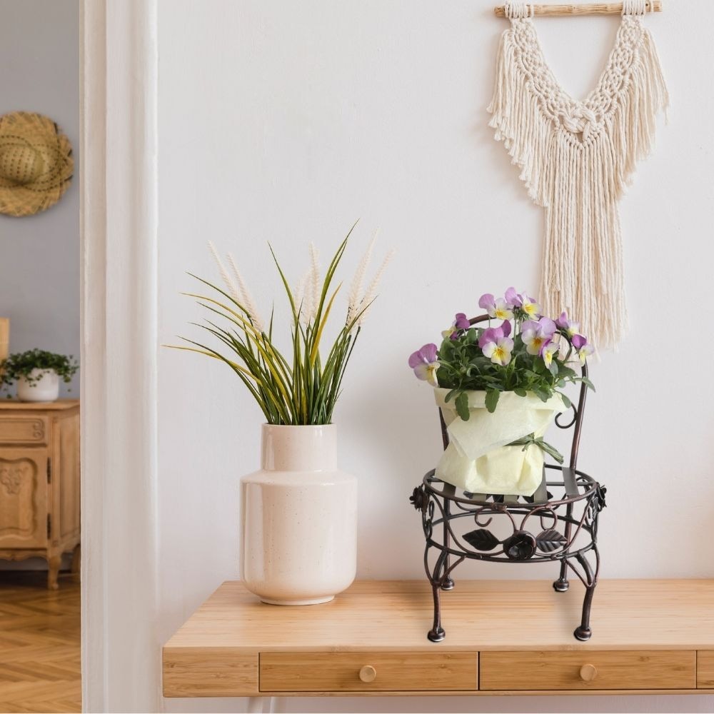 ���� �ץ��ȥ������ ���������� ���̹⤵13cm�ä������ʥ���ƥꥢ��͢�����ߥ����ڸ������Ρ�