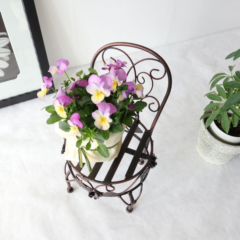 ���� �ץ��ȥ������ ���������� ���̹⤵13cm�ä������ʥ���ƥꥢ��͢�����ߥ����ڸ������Ρ�