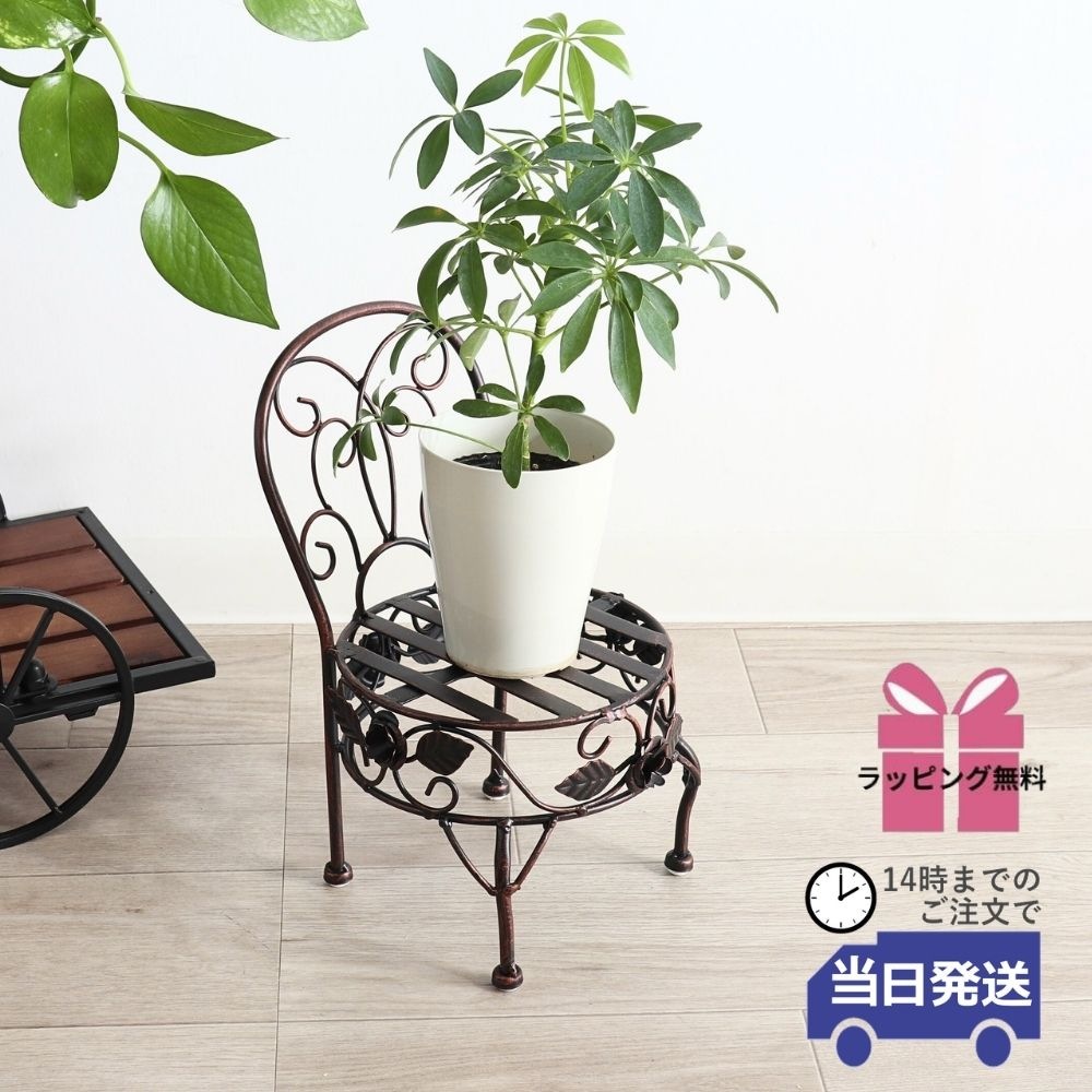 ���� �ץ��ȥ������ ���������� ���̹⤵13cm�ä������ʥ���ƥꥢ��͢�����ߥ����ڸ������Ρ�