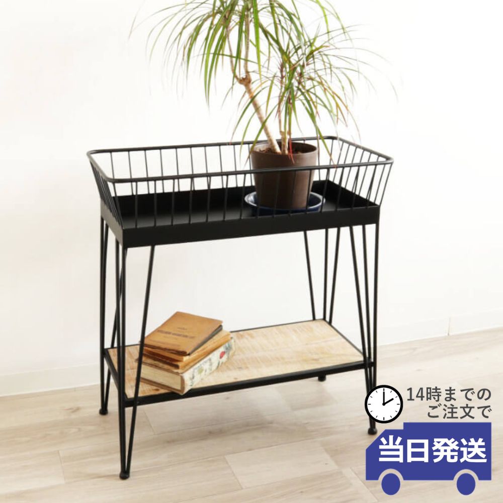 ���� 2�� ����ॹ����� ŷ�Ĺ⤵101cm�ä������ʥ���ƥꥢ��͢�����ߥ����ڸ������Ρ�