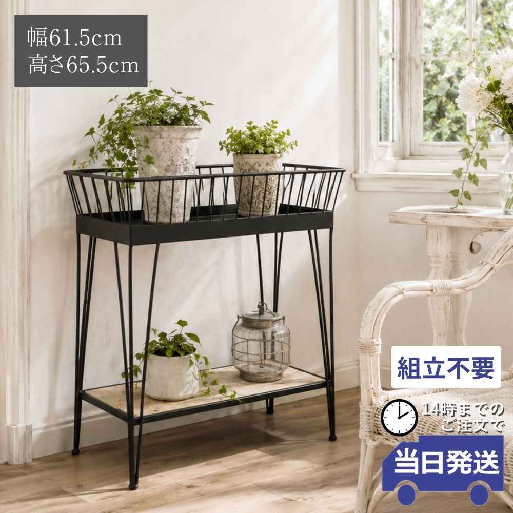 ���� 2�� ����ॹ����� ŷ�Ĺ⤵101cm�ä������ʥ���ƥꥢ��͢�����ߥ����ڸ������Ρ�