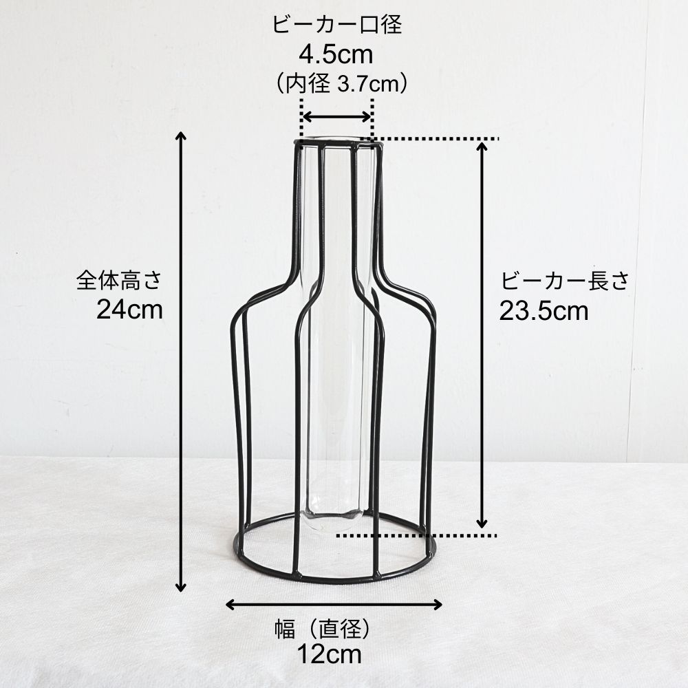 ����ץ�ʰ����ޤ� �����ʲ��� �⤵24cm�ä������ʥ���ƥꥢ��͢�����ߥ����ڸ������Ρ�