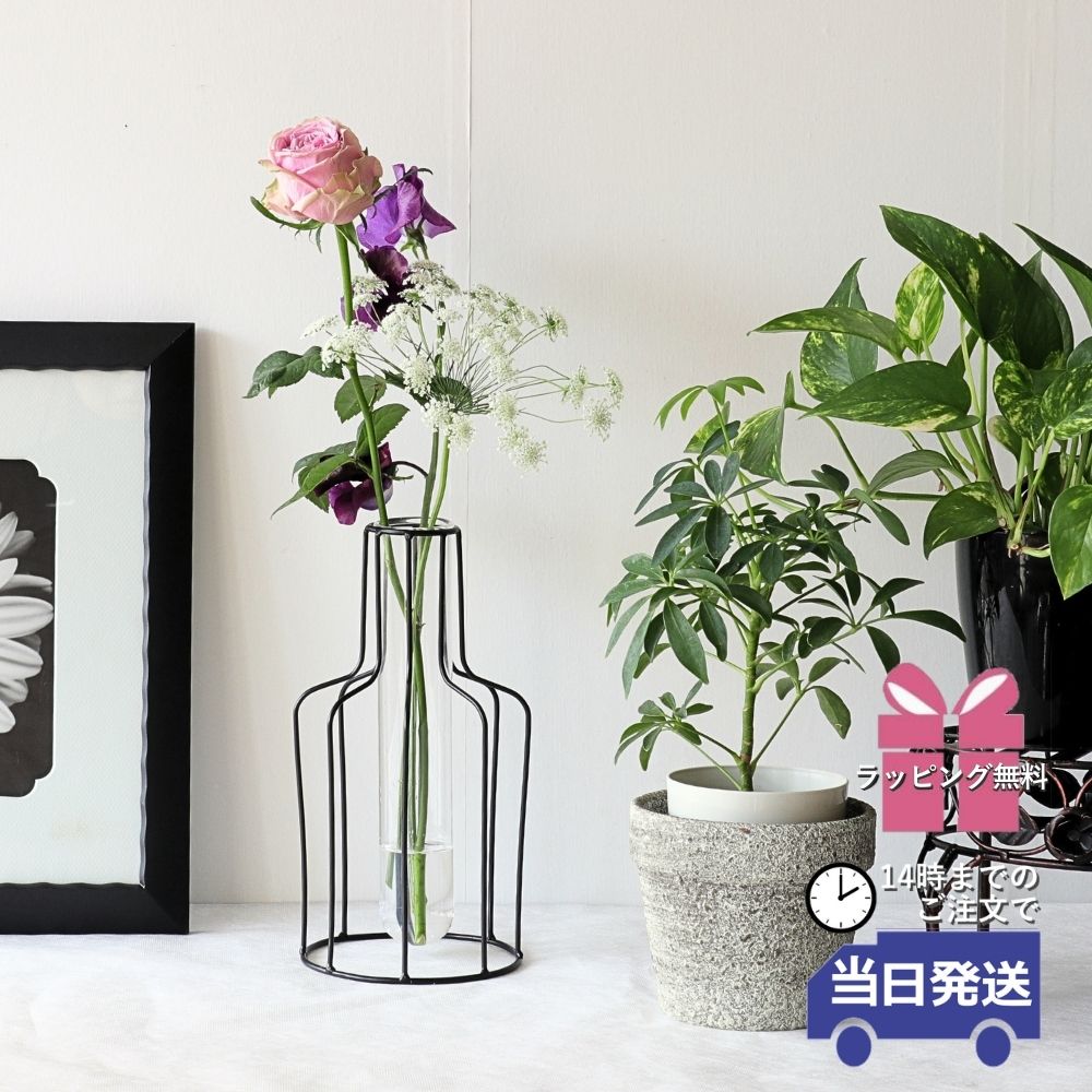 ����ץ�ʰ����ޤ� �����ʲ��� �⤵24cm�ä������ʥ���ƥꥢ��͢�����ߥ����ڸ������Ρ�