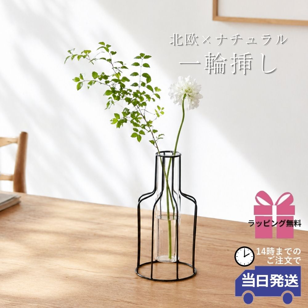 ����ץ�ʰ����ޤ� �����ʲ��� �⤵24cm�ä������ʥ���ƥꥢ��͢�����ߥ����ڸ������Ρ�