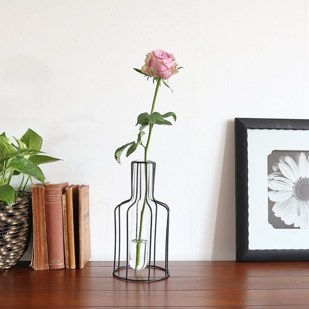 ����ץ�ʰ����ޤ� �����ʲ��� �⤵24cm�ä������ʥ���ƥꥢ��͢�����ߥ����ڸ������Ρ�