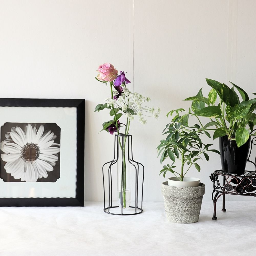 ����ץ�ʰ����ޤ� �����ʲ��� �⤵24cm�ä������ʥ���ƥꥢ��͢�����ߥ����ڸ������Ρ�