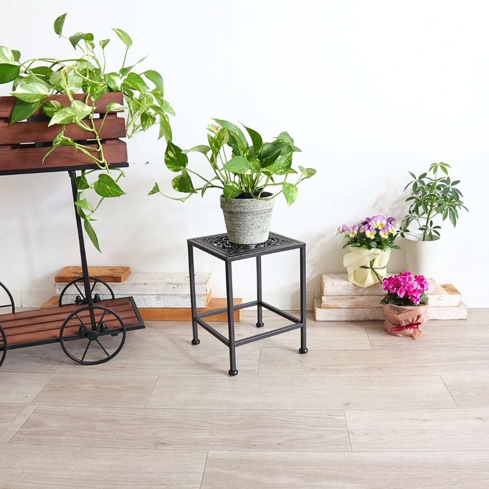 ���� �������󥹥���� ����ץ� �ͳѷ� �⤵28cm�ä������ʥ���ƥꥢ��͢�����ߥ����ڸ������Ρ�