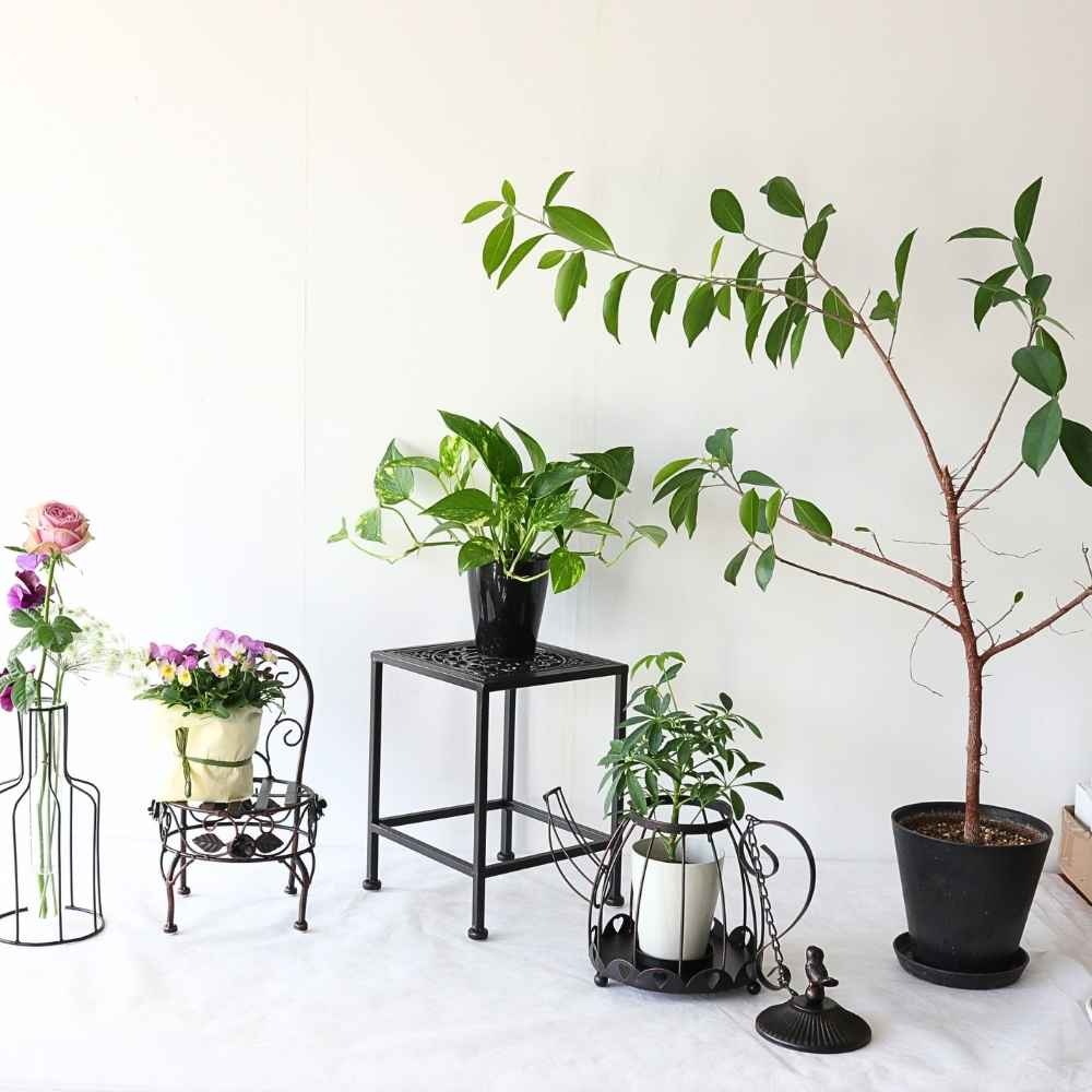 ���� �������󥹥���� ����ץ� �ͳѷ� �⤵28cm�ä������ʥ���ƥꥢ��͢�����ߥ����ڸ������Ρ�