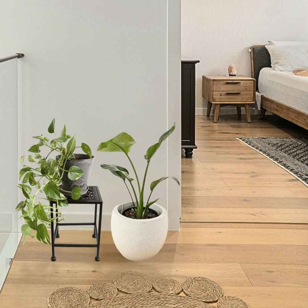 ���� �������󥹥���� ����ץ� �ͳѷ� �⤵28cm�ä������ʥ���ƥꥢ��͢�����ߥ����ڸ������Ρ�