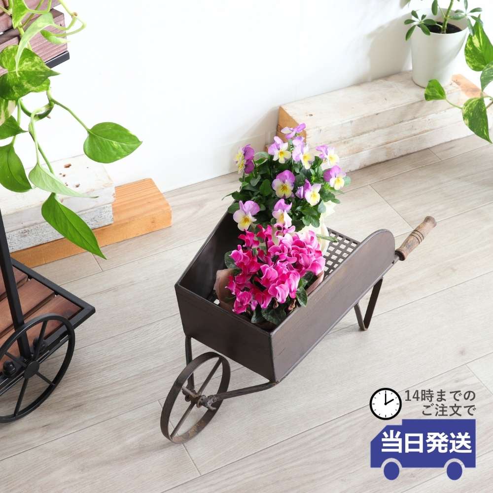 ���� �ե������� ��ȥ��ʼ겡���֡ä������ʥ���ƥꥢ��͢�����ߥ����ڸ������Ρ�