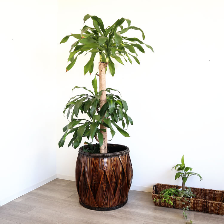 �ե���ԥ��� �饿��ȭ���С� �緿 ��58�߹⤵55cm�ä������ʥ���ƥꥢ��͢�����ߥ����ڸ������Ρ�