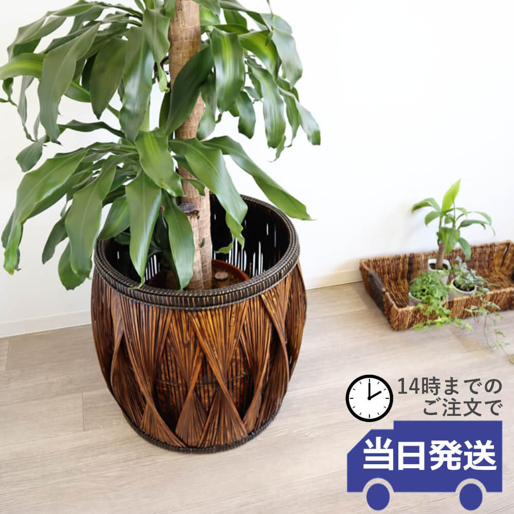 �ե���ԥ��� �饿��ȭ���С� �緿 ��58�߹⤵55cm�ä������ʥ���ƥꥢ��͢�����ߥ����ڸ������Ρ�