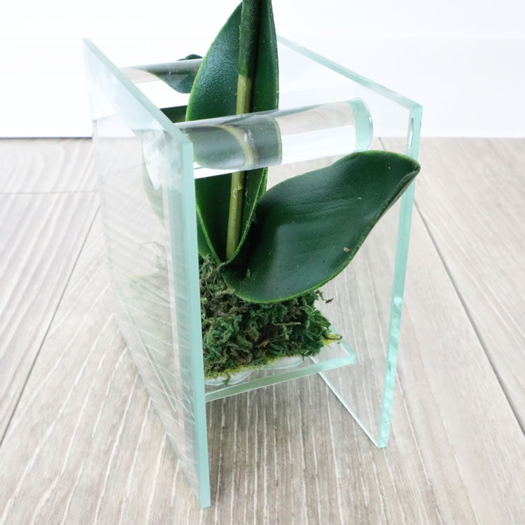 饹١&ե ѡץ ⤵18cmäʥƥꥢ͢ߥڸΡ