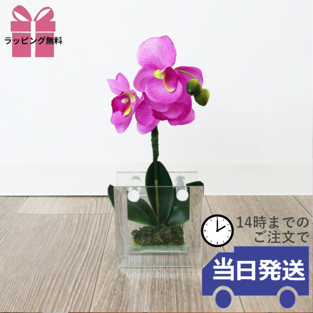 饹١&ե ѡץ ⤵18cmäʥƥꥢ͢ߥڸΡ