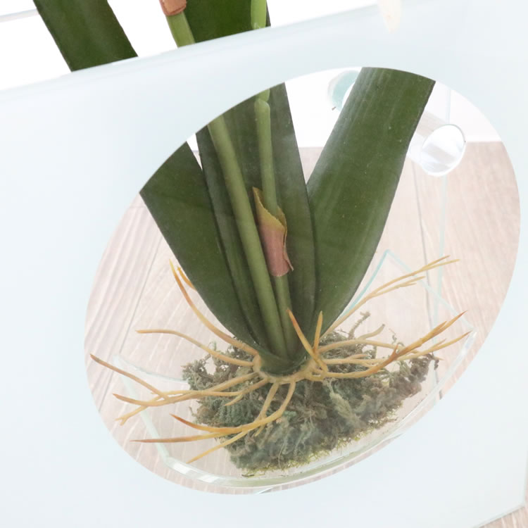 饹١&ե ۥ磻 ⤵20cmäʥƥꥢ͢ߥڸΡ