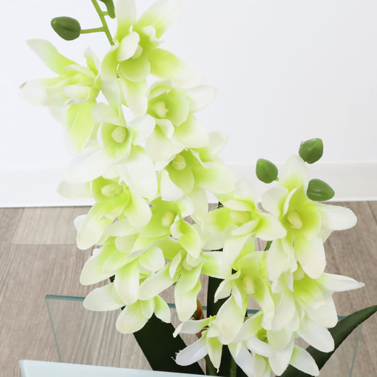 饹١&ե ۥ磻 ⤵20cmäʥƥꥢ͢ߥڸΡ