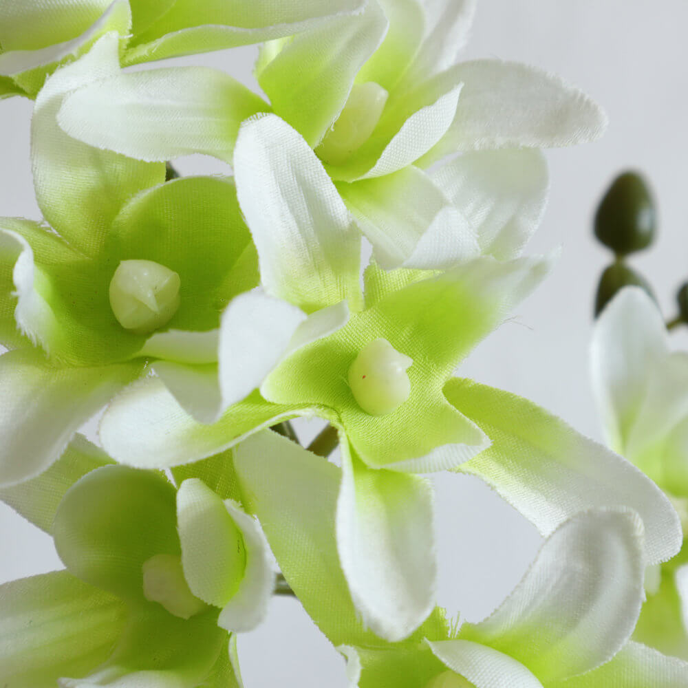 饹١&ե ۥ磻 ⤵20cmäʥƥꥢ͢ߥڸΡ