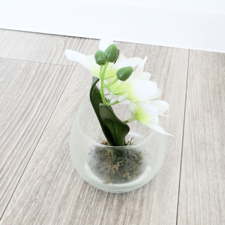 ���饹�١���&�ե� ���ۥ磻�� �⤵9cm�ä������ʥ���ƥꥢ��͢�����ߥ����ڸ������Ρ�