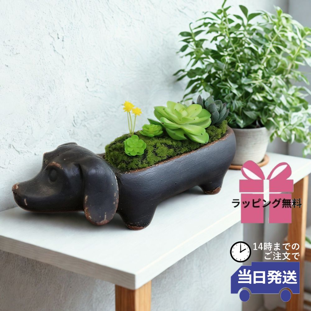 ��ʪ ���å����ե�� ���� �⤵9cm�ä������ʥ���ƥꥢ��͢�����ߥ����ڸ������Ρ�