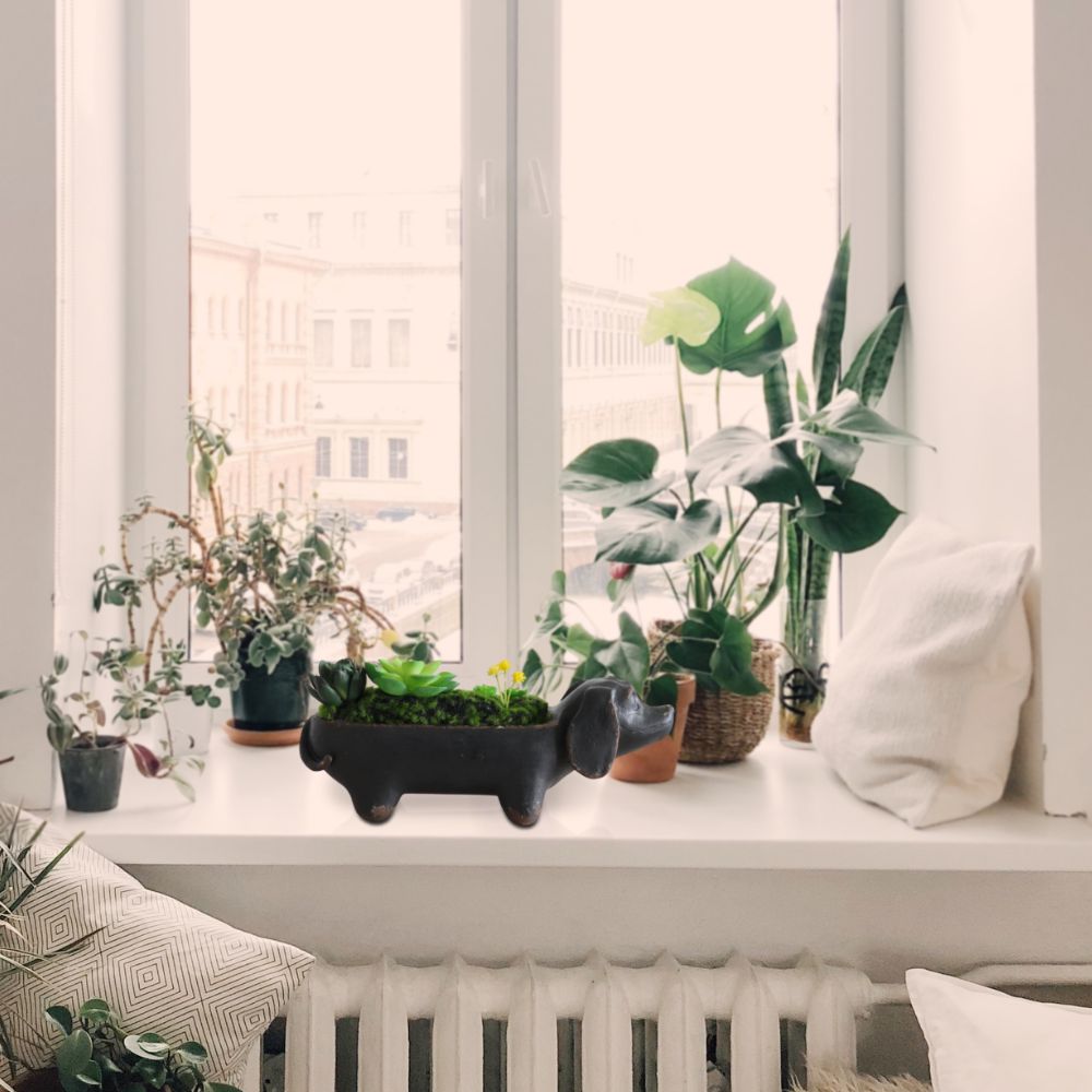 ��ʪ ���å����ե�� ���� �⤵9cm�ä������ʥ���ƥꥢ��͢�����ߥ����ڸ������Ρ�