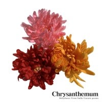 クリセントモーム