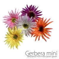 ガーベラミニ