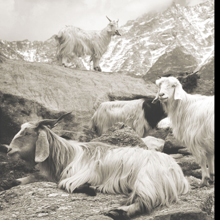 InDream SOLD OUT 刺繍ショール パシュミナ カシミヤ  100cm巾 黒 ブラック パーティー クリスマス ギフト おしゃれ 誕生日 プレゼント 春 夏 秋 冬