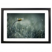 �����꡼�ե졼�� �ե����ƥ��󥰥֥�å� �ܡ����աʸ��ա� B1