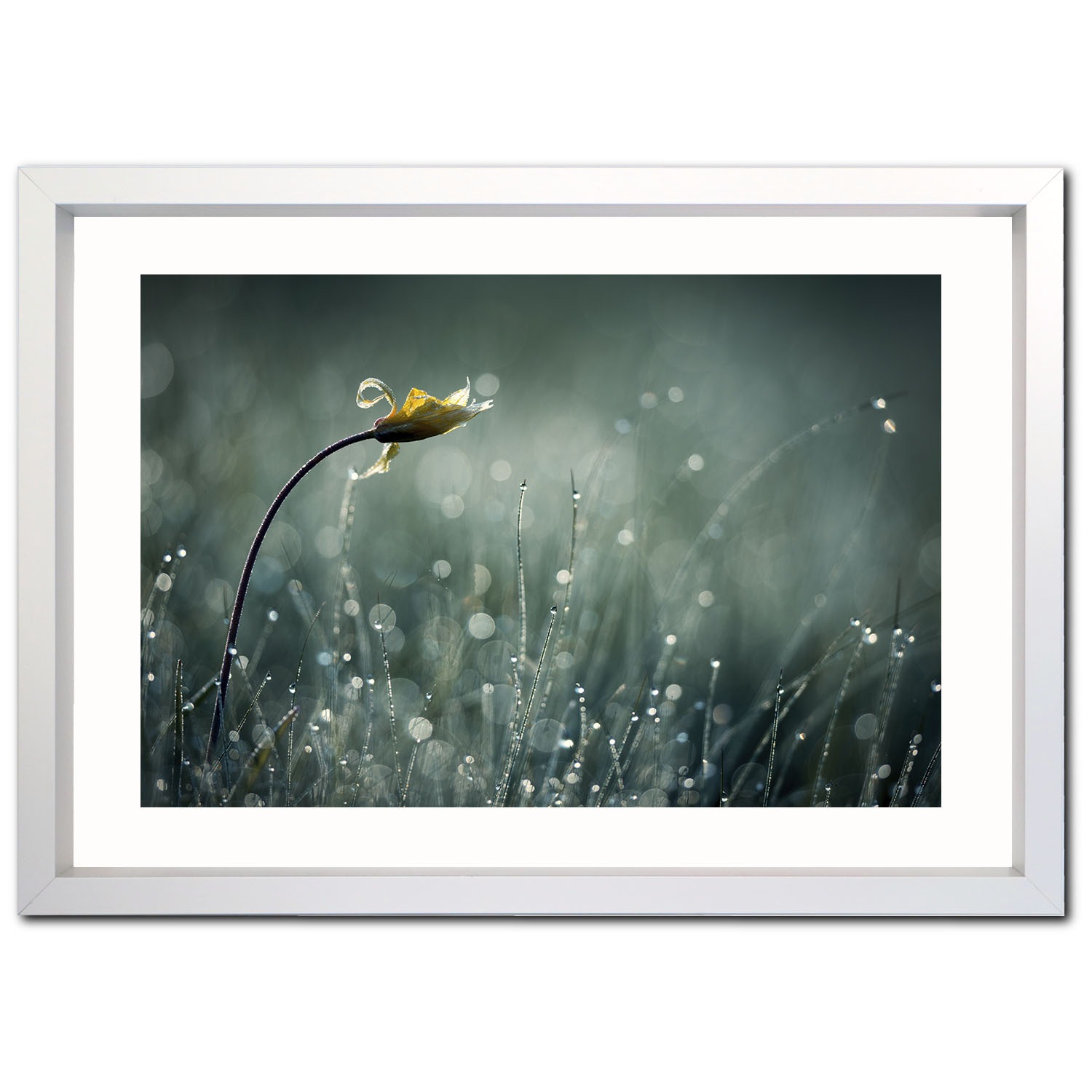 �����꡼�ե졼�� �ե����ƥ��󥰥���С� �ܡ����աʸ��ա� B1