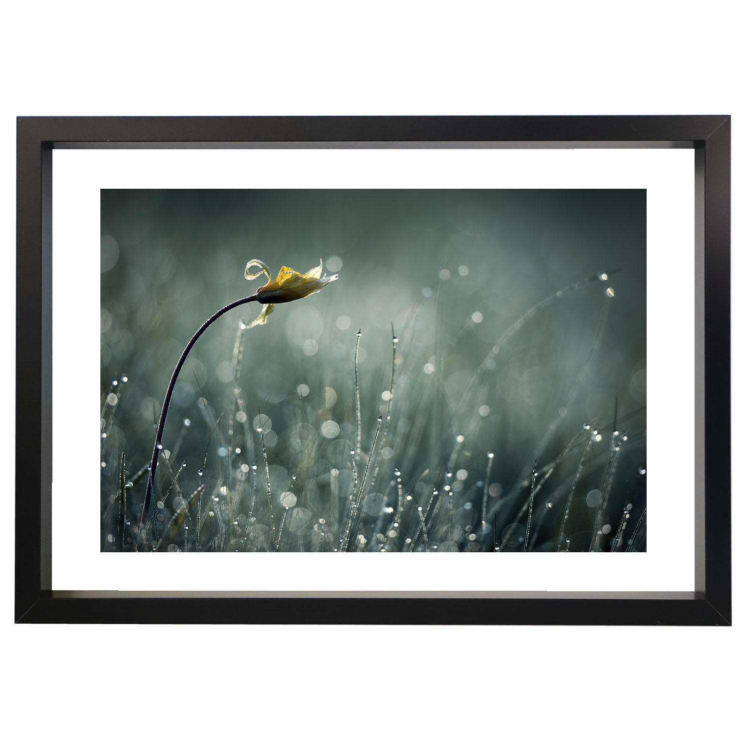 �����꡼�ե졼�� �ե����ƥ��󥰥֥�å� �ܡ����աʸ��ա� B1