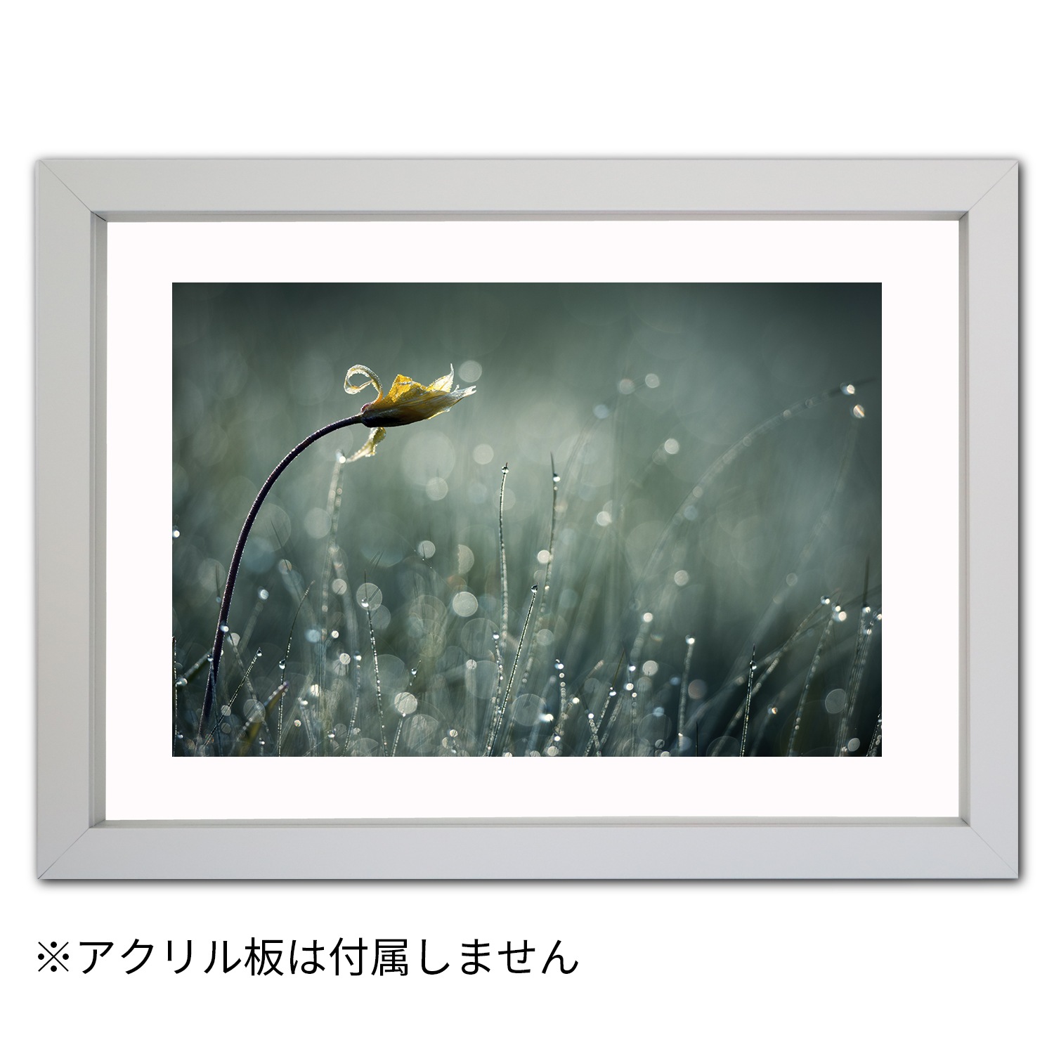 �����꡼�ե졼�� ����åȥ���С� �ܡ����աʸ��աˡ����������̵��  B1