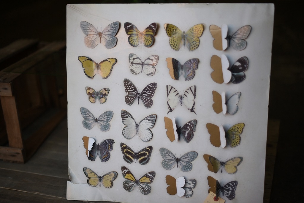 103992 ヴィンテージ　チョウチョ　蝶　バタフライ　発泡プレート　英国