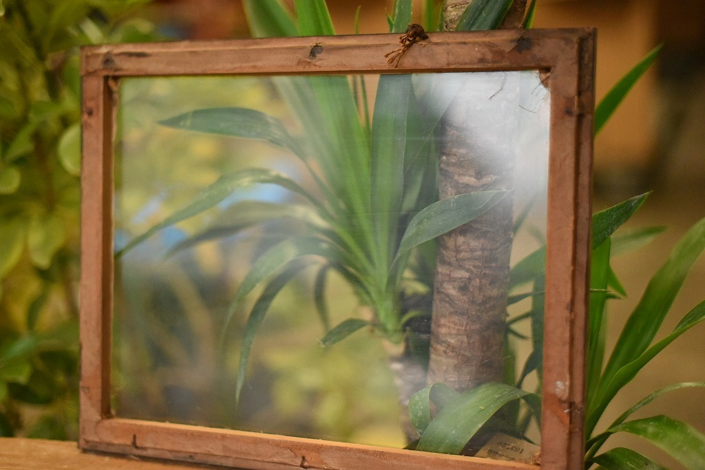 103520 ヴィンテージ　ウッドフレーム ガラス版付属　額縁