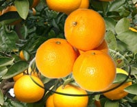 ���绺�Ϥä����͡�10kg��