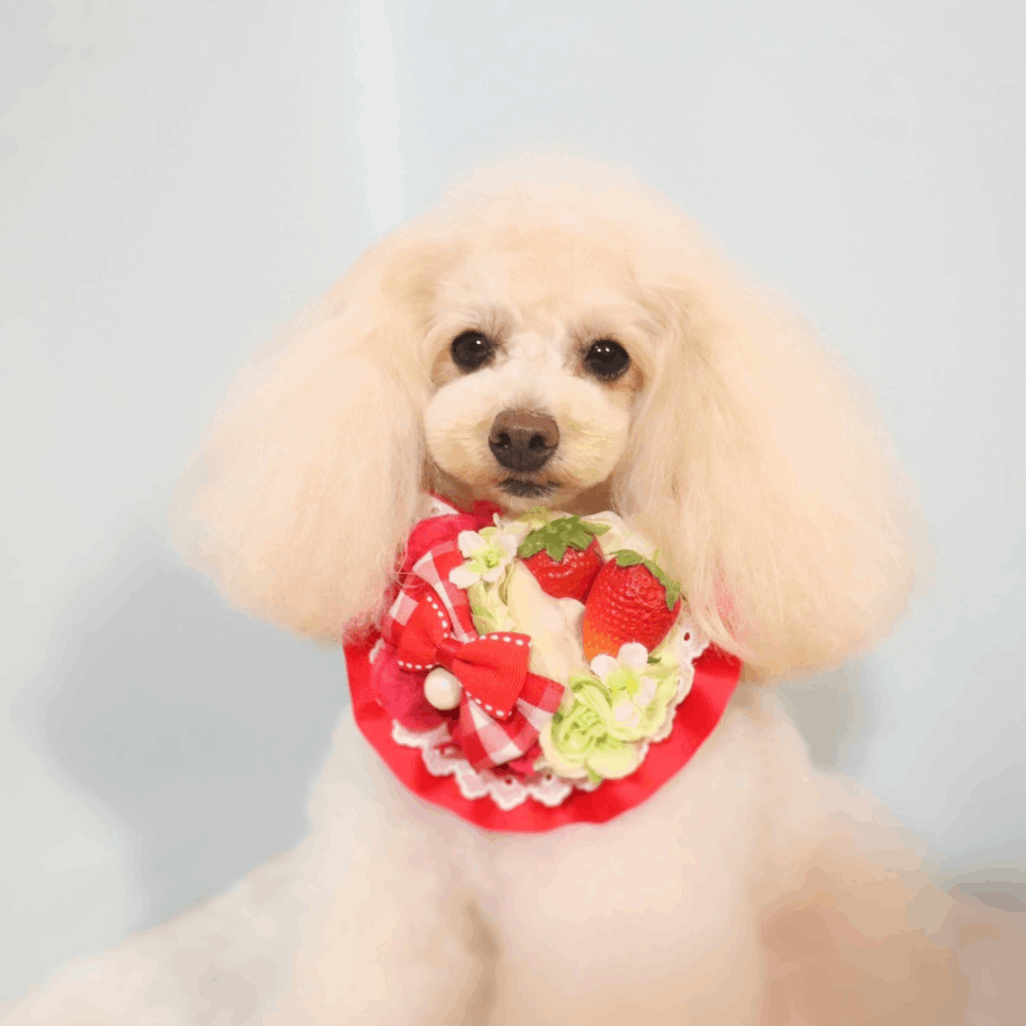 最終値下げBIOSIS フラーレンマスク 犬エステ　パック 最終値下げBIOSIS フラーレンマスク 犬エステ パック - メルカリ